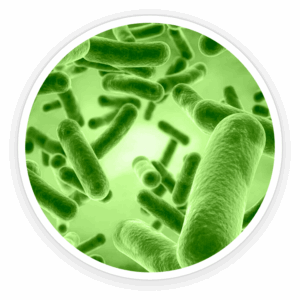 Bacillus-Coagulans
