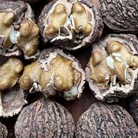 Black Walnut 
