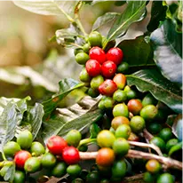 Chlorogenic-Acid