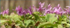 Corydalis (Yanhusuo Plant)