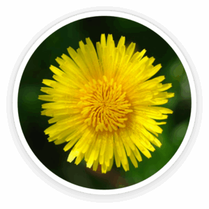 Inulin-Dandelion