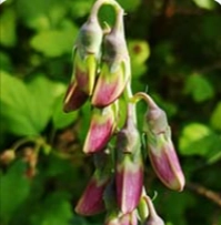 L-Dopa Bean