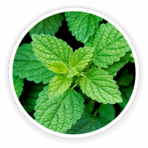 Lemon-Balm