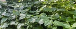 Menthol