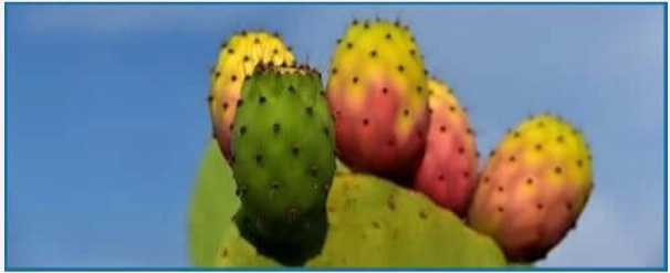 Prickly Pear