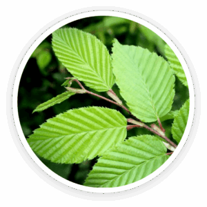 Slippery-Elm-Bark