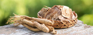panax-ginseng